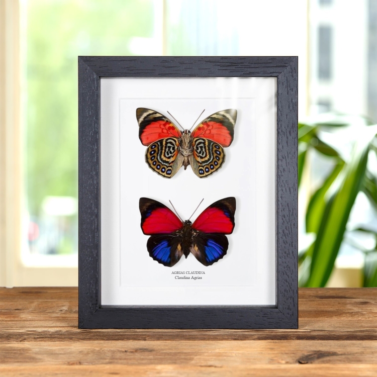 Par De Mariposas Claudina Agrias En Marco De Estilo Barroco (Agrias claudina)