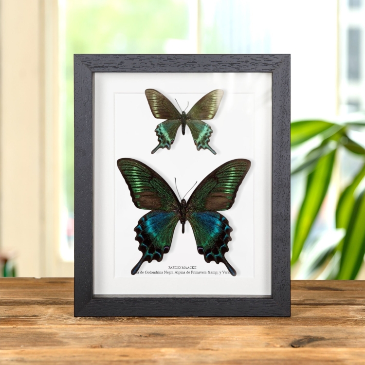 Par De Mariposas De Primavera & Y Verano De La Cola De Golondrina Negra Alpina (Papilio maackii)