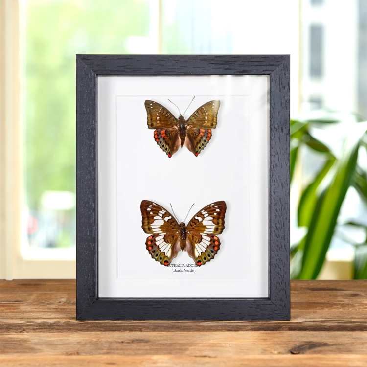 Mariposa Barón Verde Macho & Pareja Femenina En Marco Estilo Barroco (Euthalia adonia)