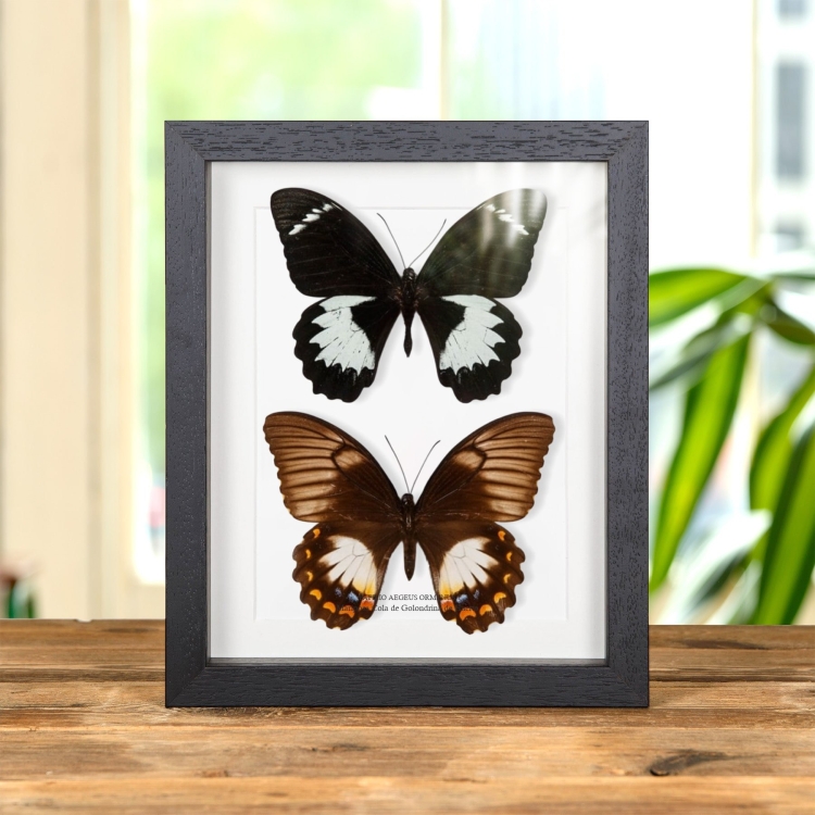 Mariposa Cola De Golondrina De Huerto Macho & Pareja Femenina En Marco De Estilo Barroco (Papilio aegeus ormenus)