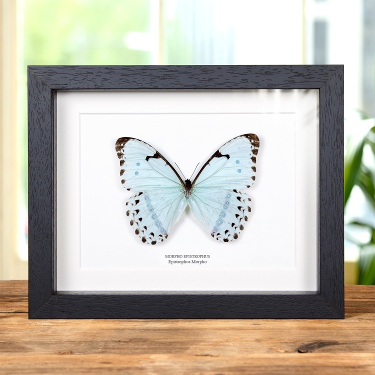 Epistrophus Morpho En Marco De Estilo Barroco (Morpho epistrophus)