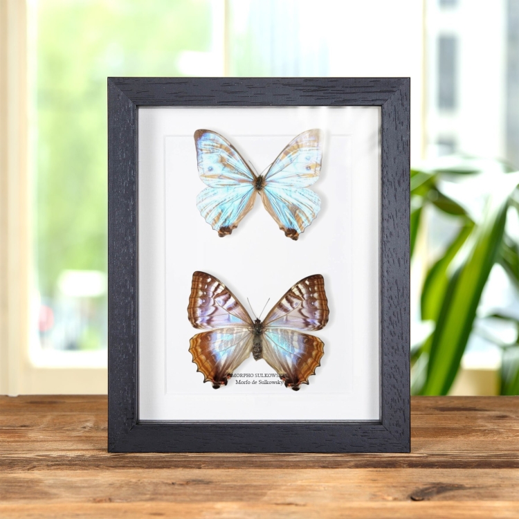 Par De Mariposas Morfo Macho & Y Hembra De Sulkowsky En Marco De Estilo Barroco (Morpho sulkowskyi)