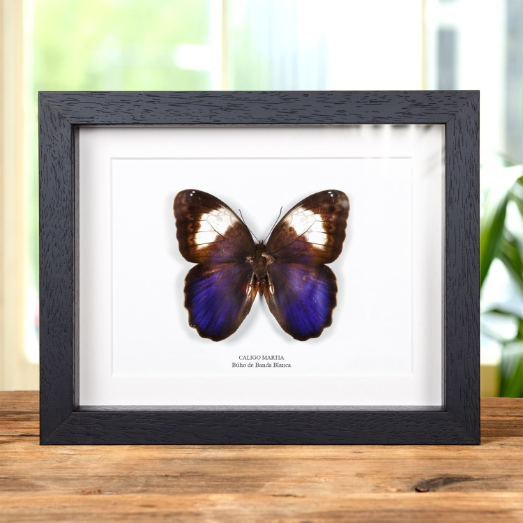 Mariposa Búho De Banda Blanca En Marco De Estilo Barroco (Caligo martia)