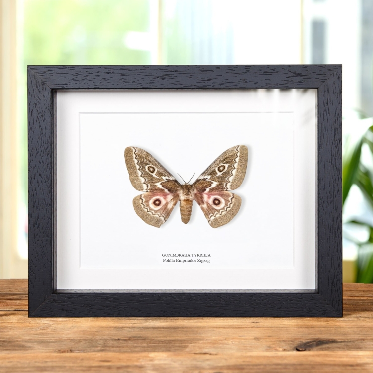 Polilla Emperador Zigzag En Marco Estilo Barroco (Gonimbrasia tyrrhea)