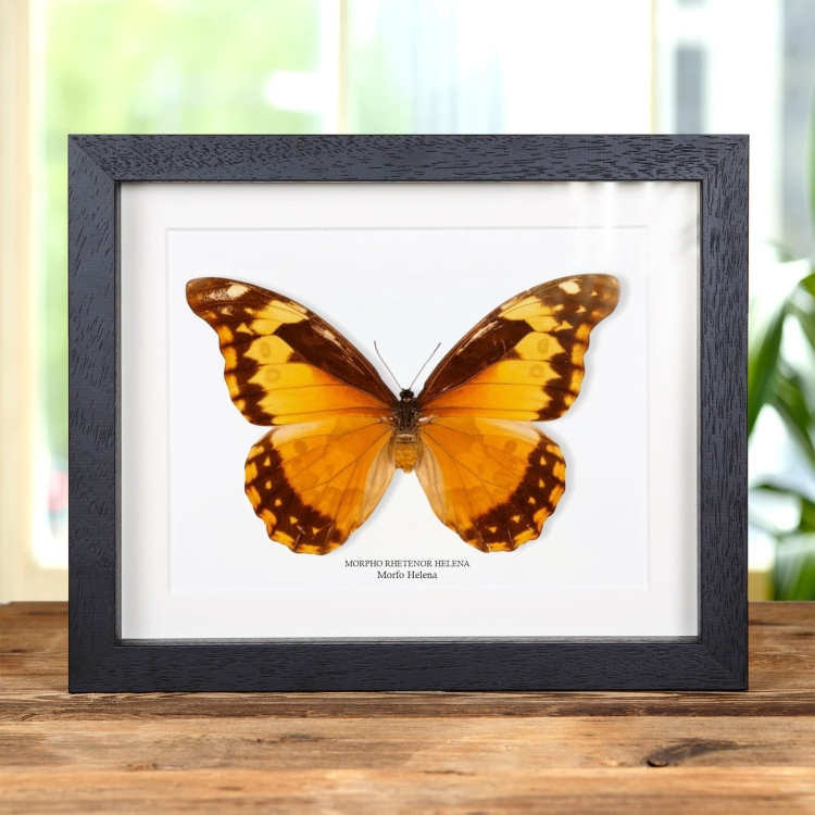 Mariposa Morfo Helena Femenina En Marco De Estilo Barroco (Morpho rhetenor helena)
