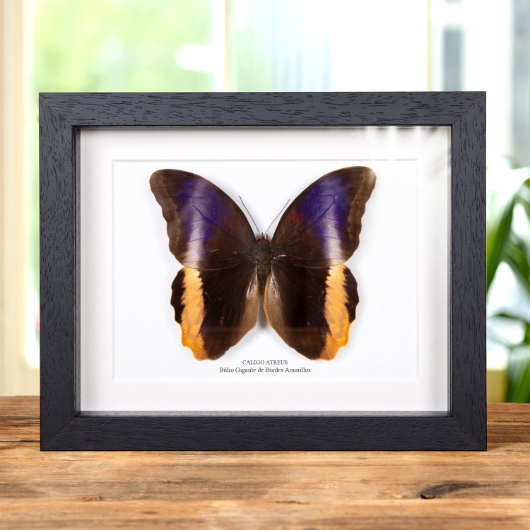 Mariposa Búho Gigante De Bordes Amarillos En Marco De Estilo Barroco (Caligo atreus)