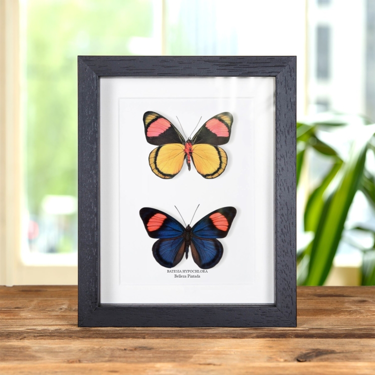 Par De Mariposas Belleza Pintada En Marco De Estilo Barroco (Batesia hypochlora)