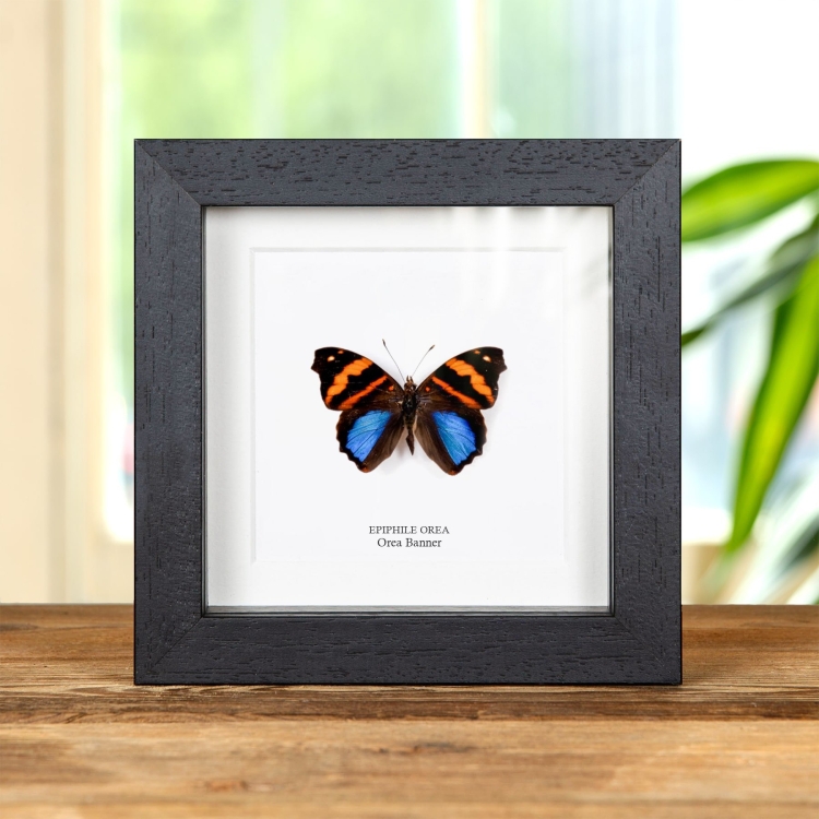 Mariposa Orea En Marco De Estilo Barroco (Epiphile orea)