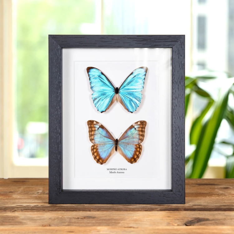 Pareja De Mariposas Aurora Morpho Macho & Hembra En Marco De Estilo Barroco (Morpho aurora)