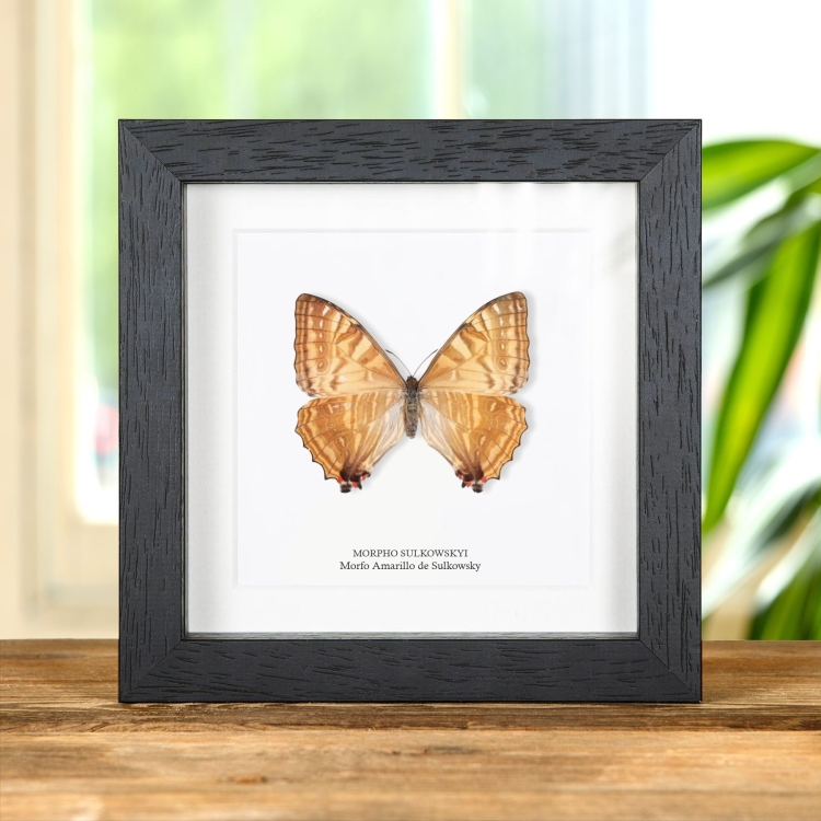 Mariposa Morfo Amarillo Femenina De Sulkowsky En Marco De Estilo Barroco (Morpho sulkowskyi)