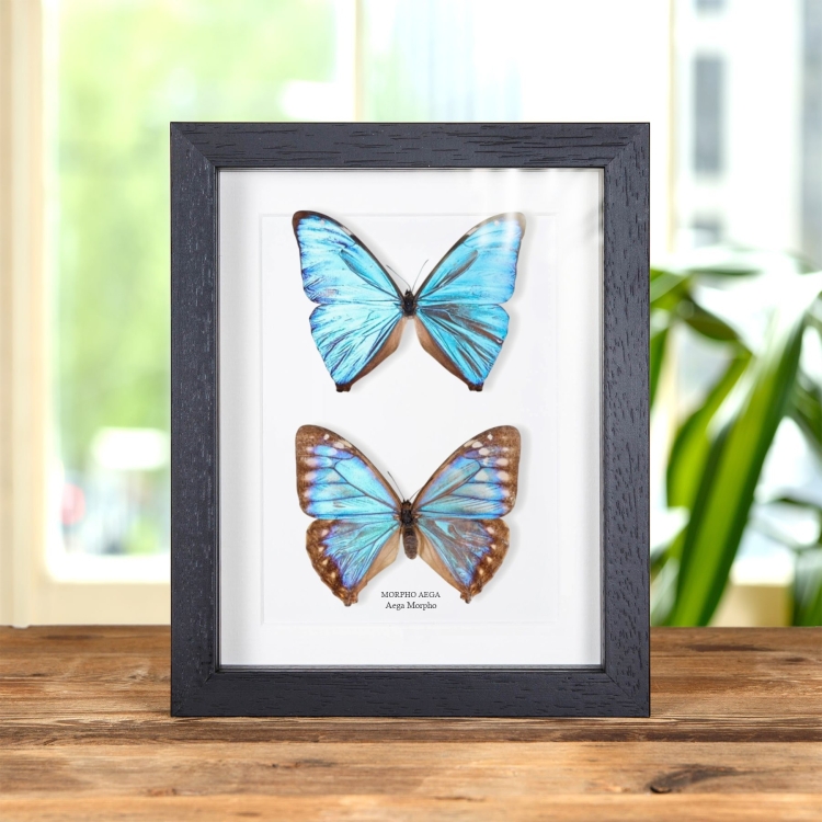 Aega Morpho Butterfly Male & Female Pair In Baroque Style Frame (Morpho aega)