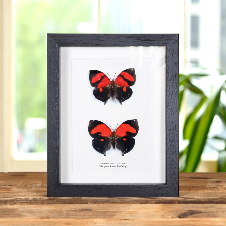 Pareja De Mariposas Scarlet Leafwing Macho & Hembra En Marco De Estilo Barroco (Siderone galanthis)