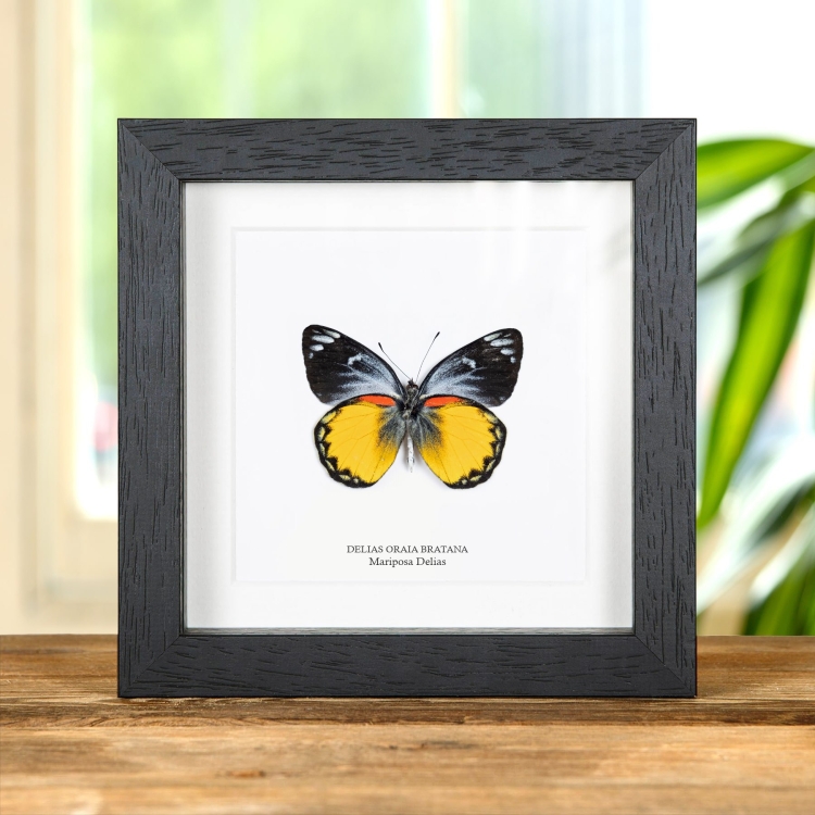 Mariposa Delias Lado Ventral En Marco Estilo Barroco (Delias oraia bratana)