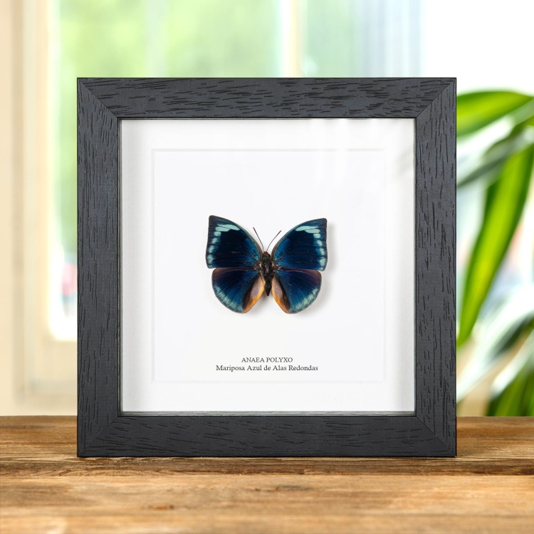 Mariposa Azul De Alas Redondas En Marco De Estilo Barroco (Anaea polyxo)