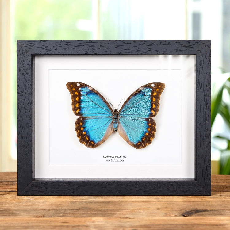 Mariposa Morfo Anaxibia Femenina En Marco De Estilo Barroco (Morpho anaxibia)