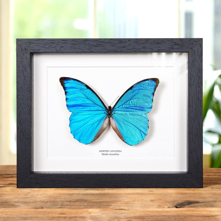 Mariposa Morpho Anaxibia En Marco De Estilo Barroco (Morpho anaxibia)