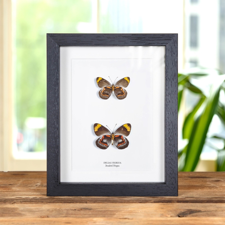 Mariposa Jezabel Negra Macho & Pareja Femenina En Marco Estilo Barroco (Delias nigrina)