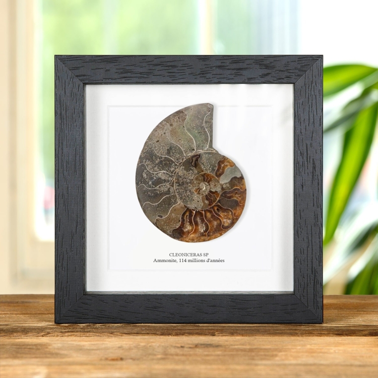 Fossile D'Ammonite Taillé et Poli dans un Cadre (Cleoniceras sp)