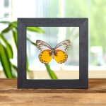 Minibeast Delias Butterfly  In Clear Glass Frame from Flores, indonesia(Delias oraia lydia)