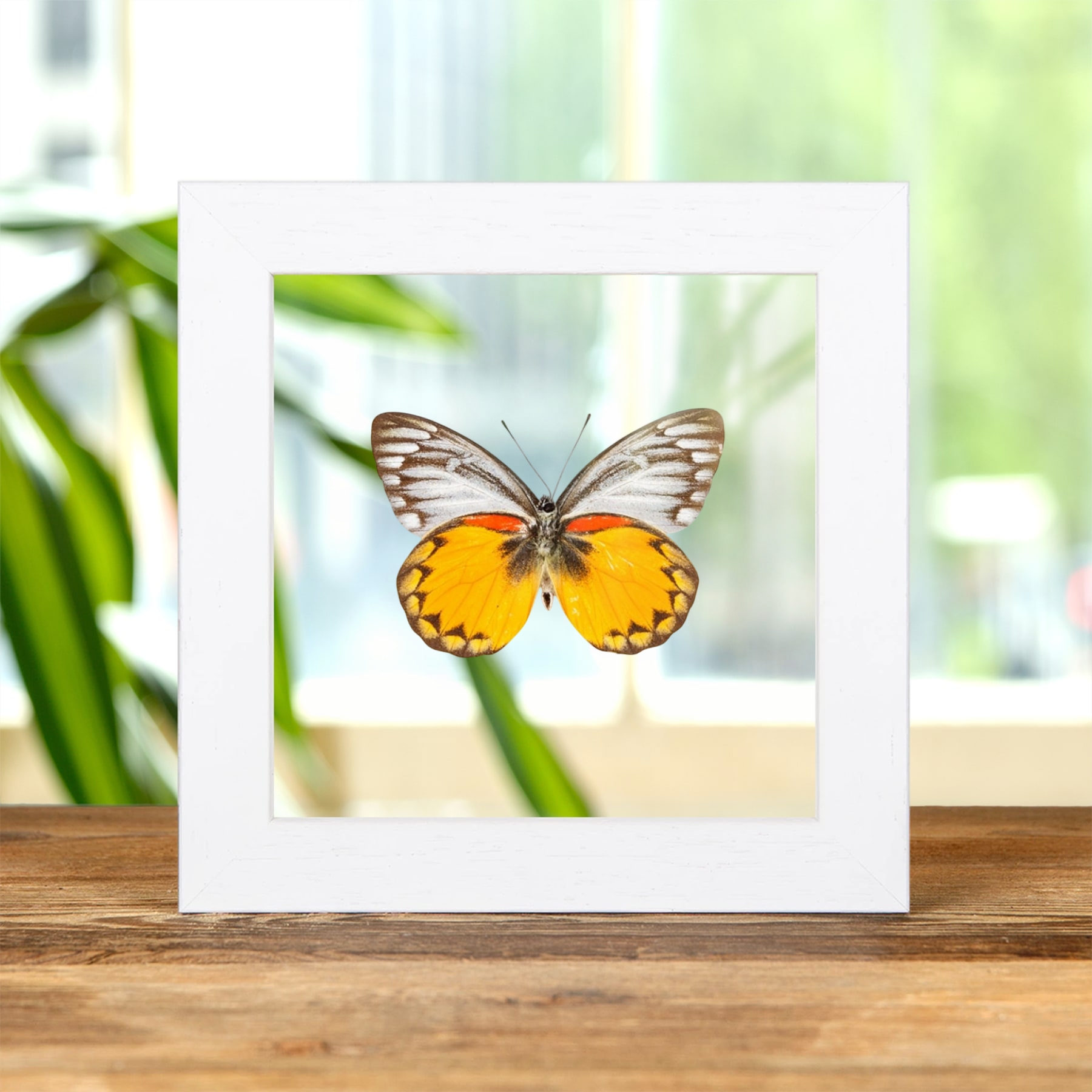 Delias Butterfly  In Clear Glass Frame from Flores, indonesia(Delias oraia lydia)
