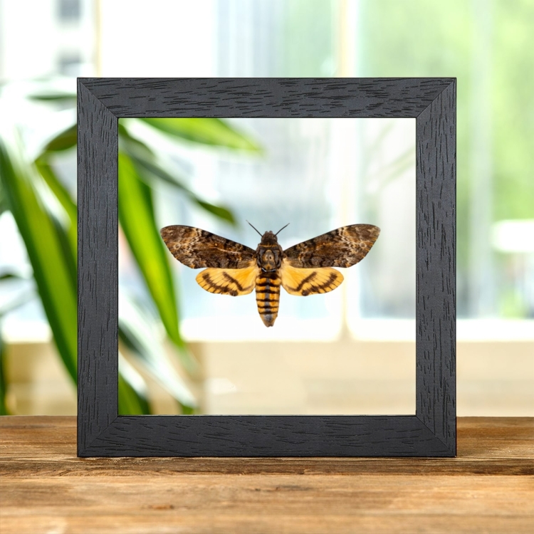 Death's Head Hawk Moth Silence of the Lambs In Clear Glass Frame (Acherontia styx)