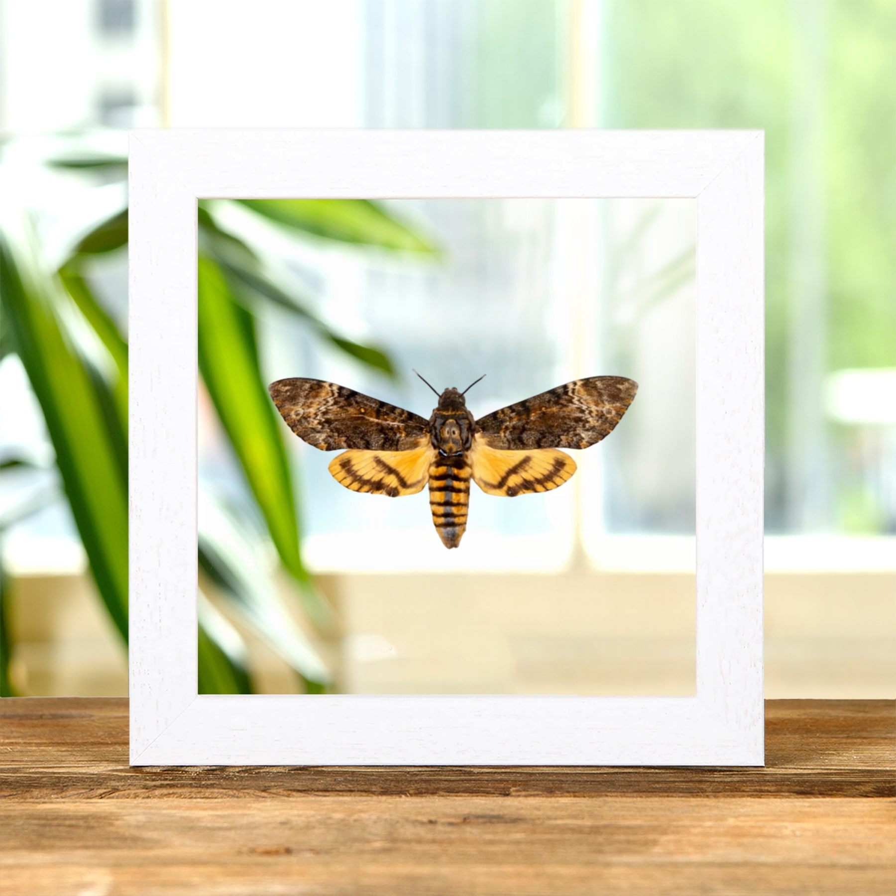 Death's Head Hawk Moth Silence of the Lambs In Clear Glass Frame (Acherontia styx)