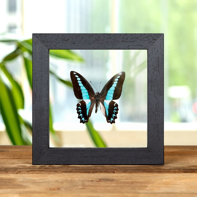 Milons Swallowtail Butterfly In Clear Glass Frame (Graphium milon)