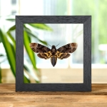 Minibeast Death's Head Moth In Clear Glass Frame (Acherontia lachesis)