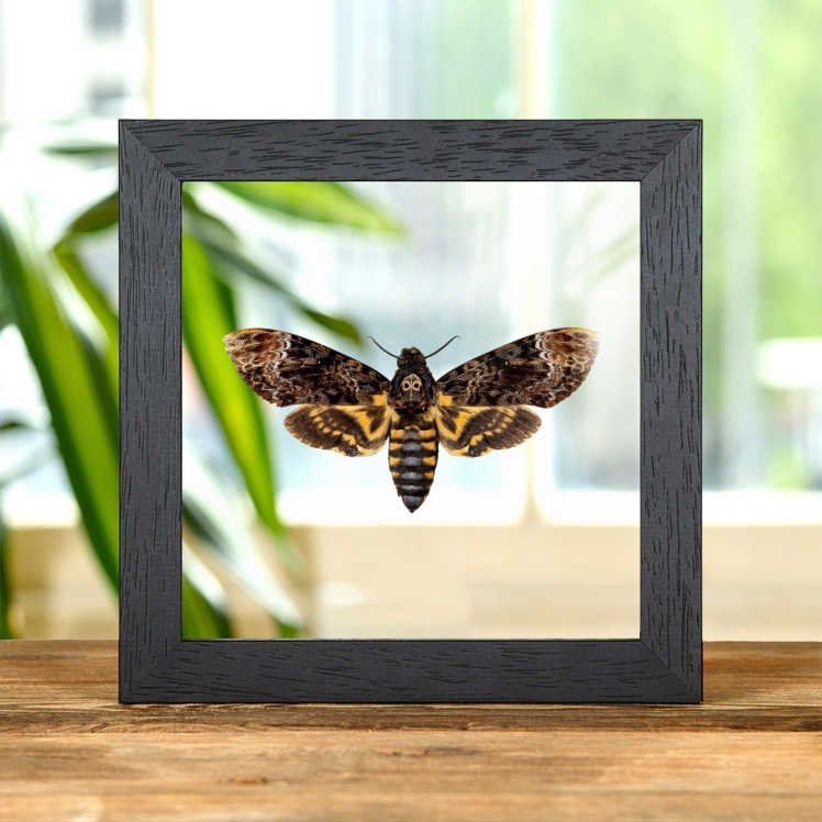 Death's Head Moth In Clear Glass Frame (Acherontia lachesis)