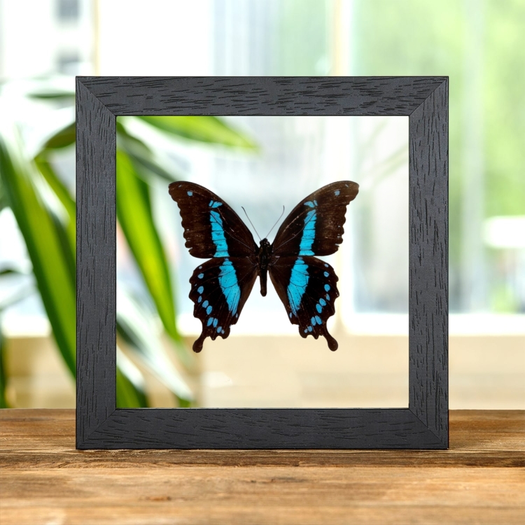 Horniman's Swallowtail Butterfly In Clear Glass Frame (Papilio hornimani) Horniman's Swallowtail Butterfly In Clear Glass Frame (Papilio hornimani)