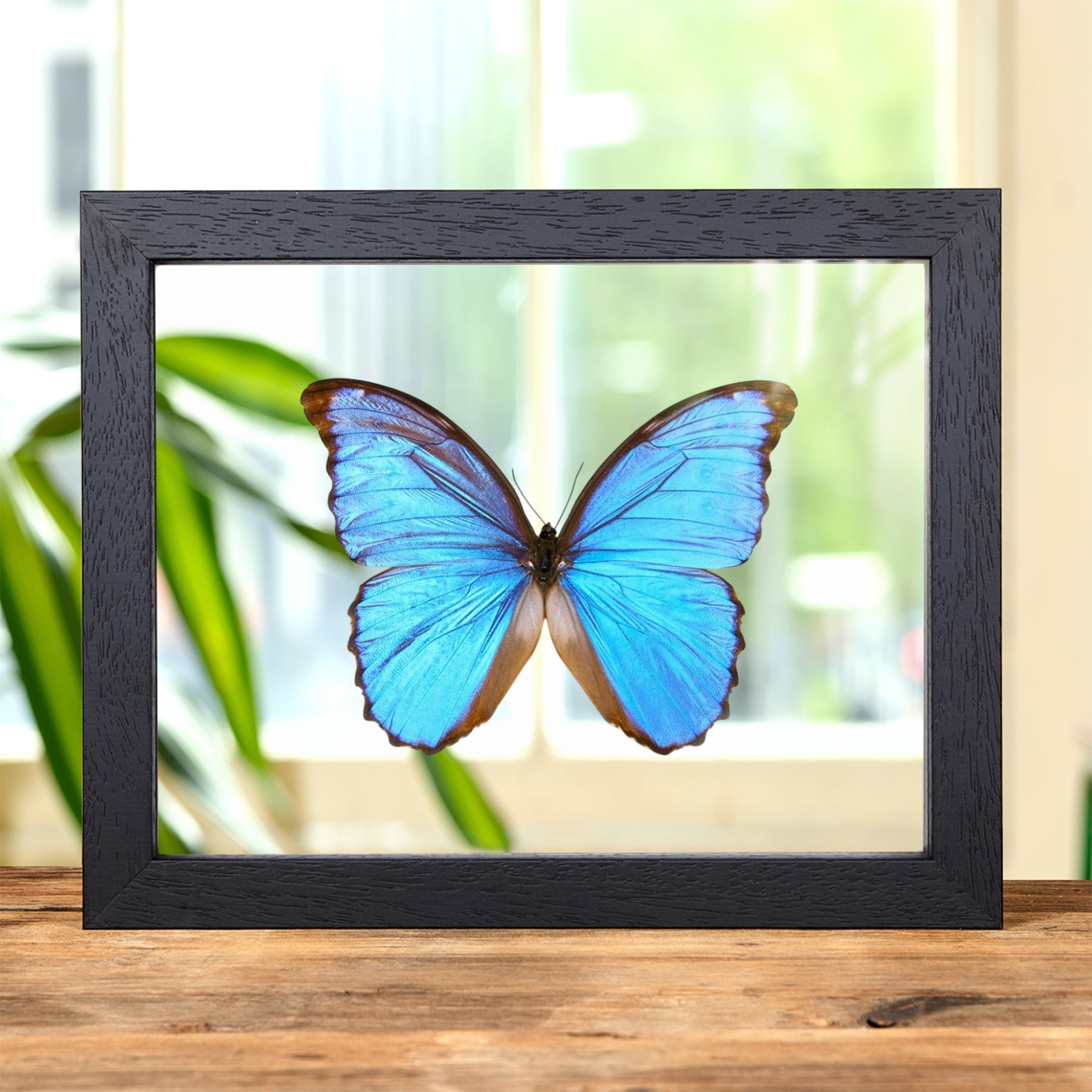 Minibeast Menelaus Blue Morpho XL Butterfly In Clear Glass Frame (Morpho menelaus zischkai)