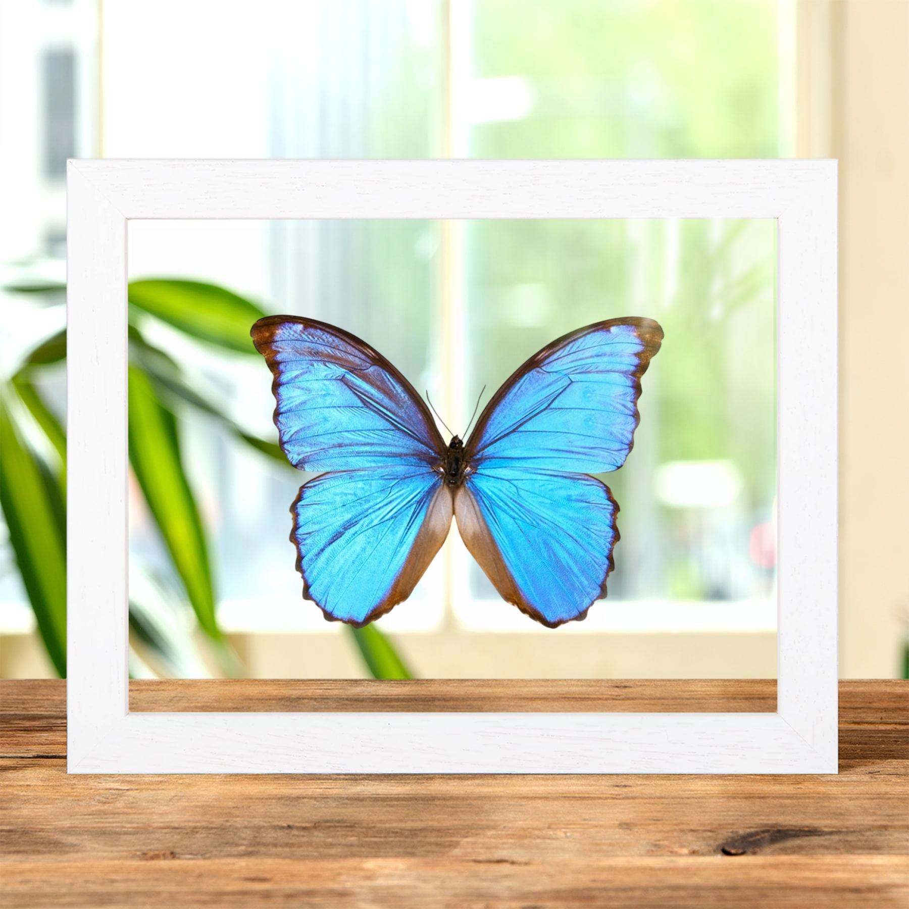 Minibeast Menelaus Blue Morpho XL Butterfly In Clear Glass Frame (Morpho menelaus zischkai)