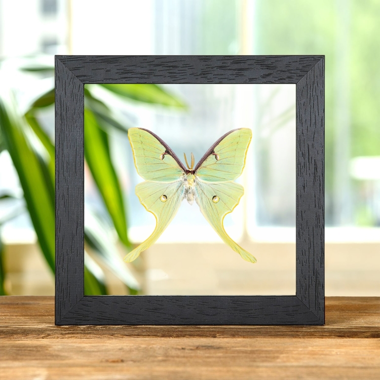 The Luna Moth In Clear Glass Box Frame (Actias luna)