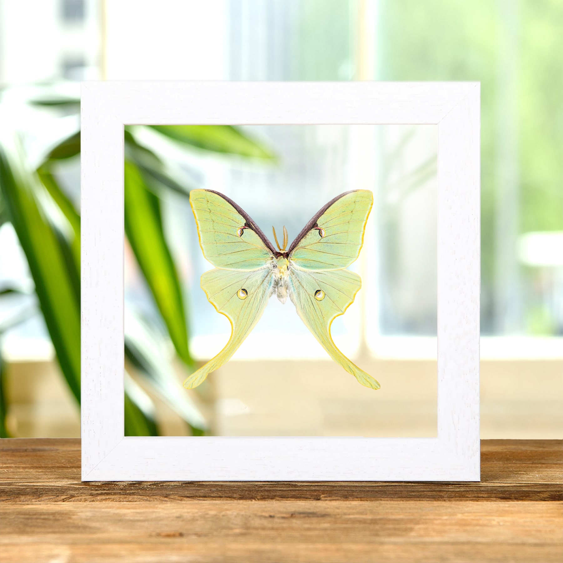 The Luna Moth In Clear Glass Box Frame (Actias luna)