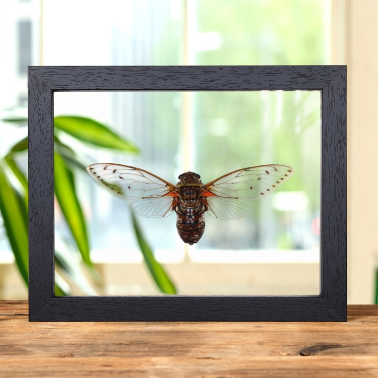 Cicada Pomponia In Clear Glass Frame from Thailand