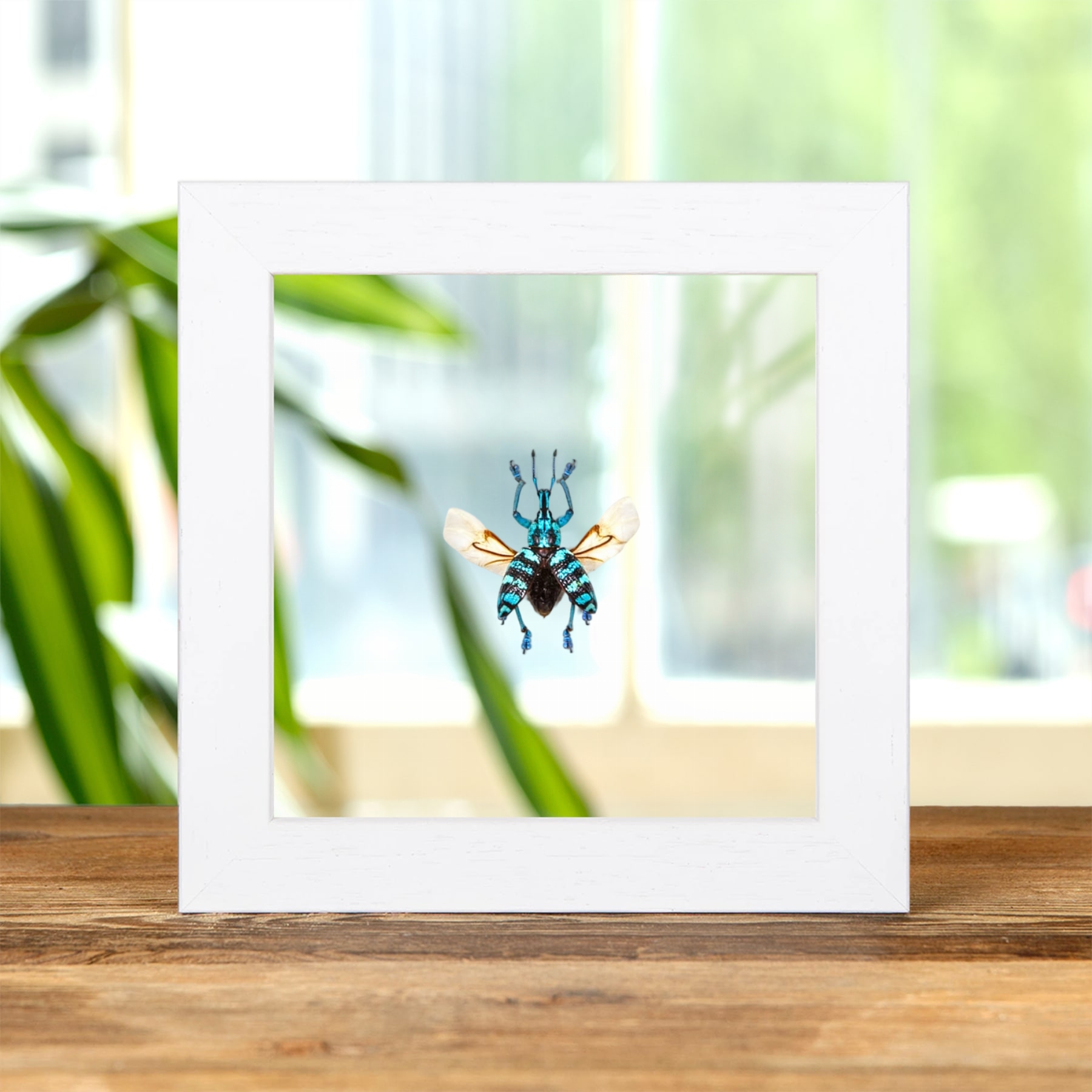 Minibeast Blue Weevil In Clear Glass Frame (Eupholus linnei)