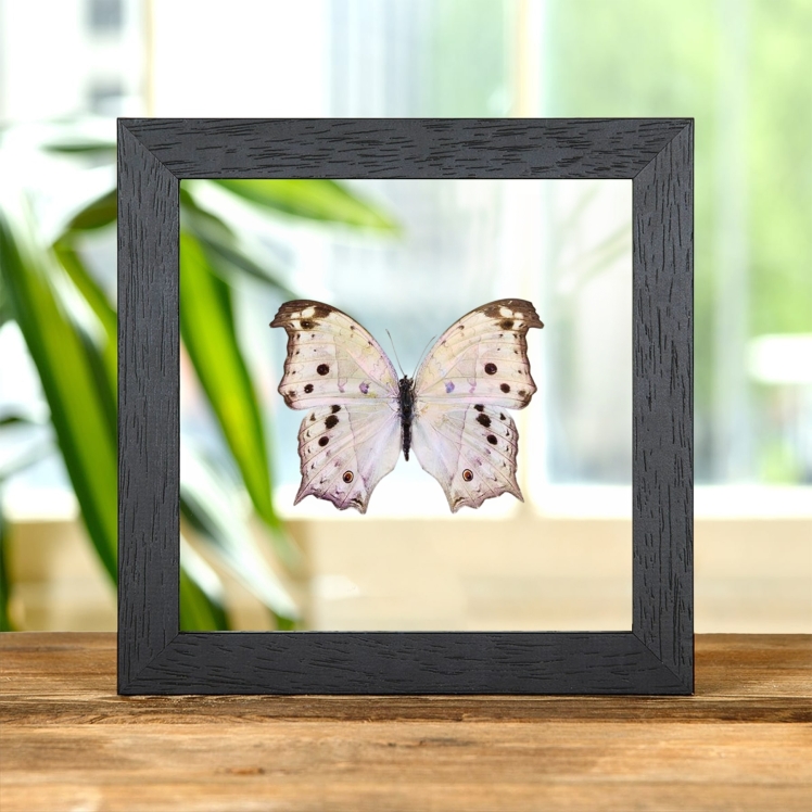 Forest Mother-Of-Pearl Butterfly In Clear Glass Frame (Salamis parhassus)