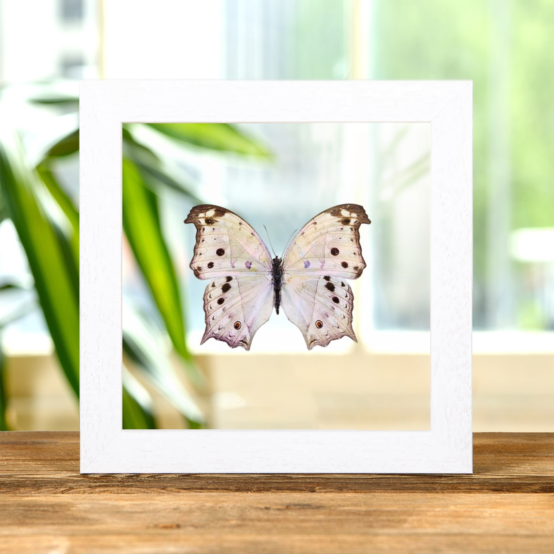 Forest Mother-Of-Pearl Butterfly In Clear Glass Frame (Salamis parhassus)