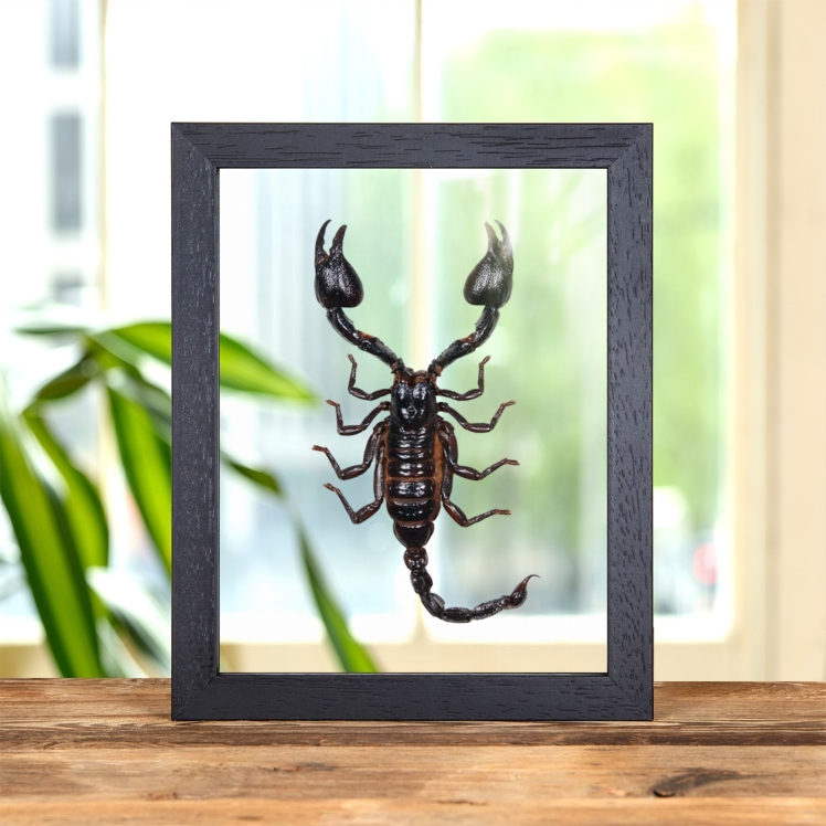 Giant Forest Scorpion In Clear Glass Frame (Heterometrus)