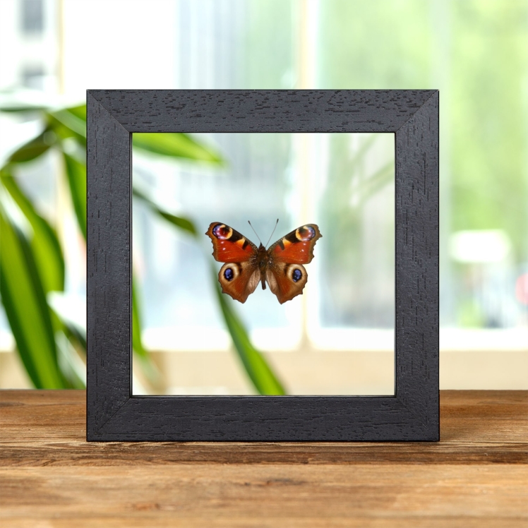 The Peacock Butterfly In Clear Glass Frame (Aglais io)