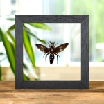 Minibeast Giant Scoliid Wasp  In Clear Glass Frame (Megascolia procer)(XL)