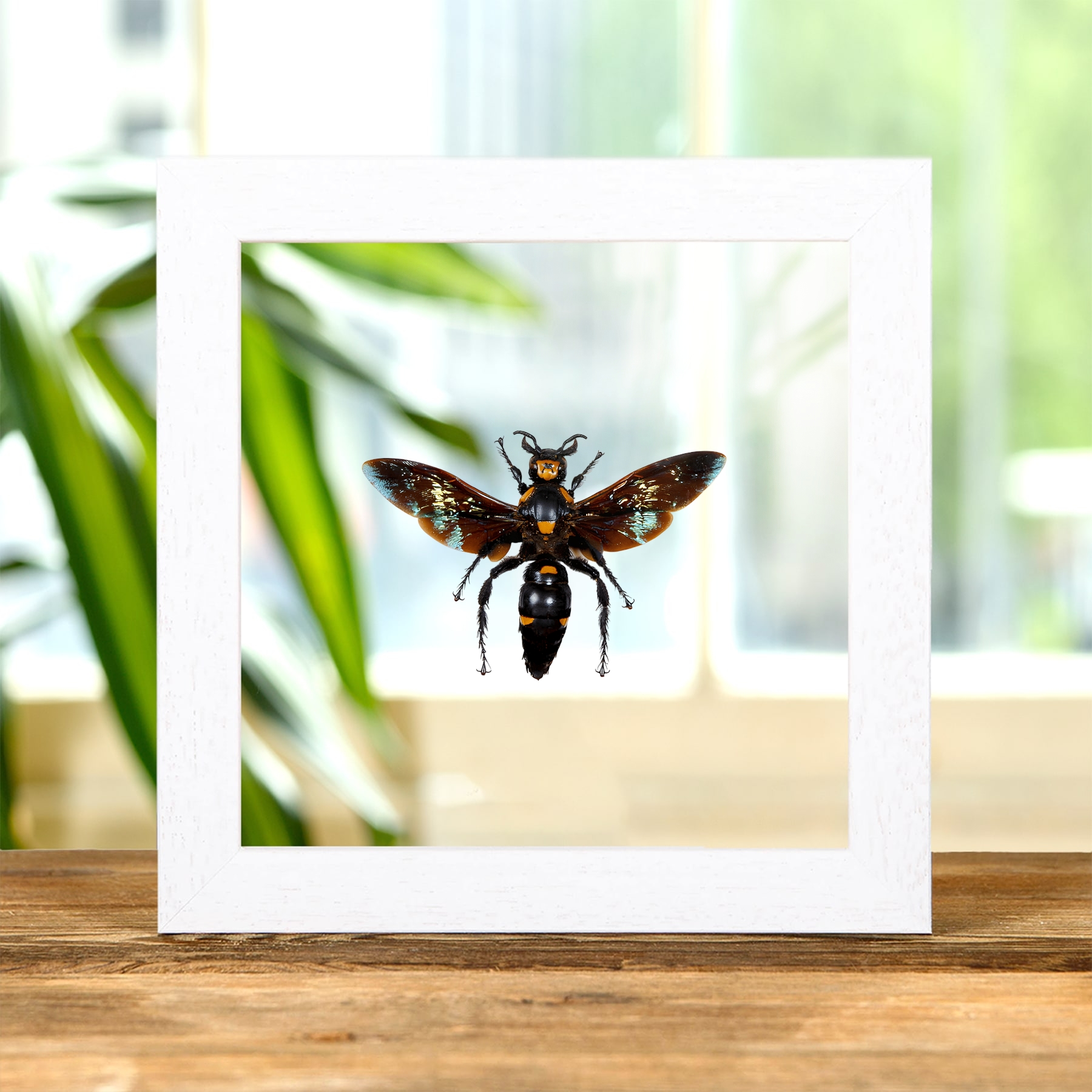Giant Scoliid Wasp  In Clear Glass Frame (Megascolia procer)(XL)