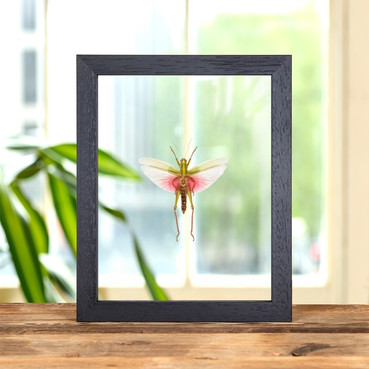 Chondracris rosea In Clear Glass Frame from Thailand