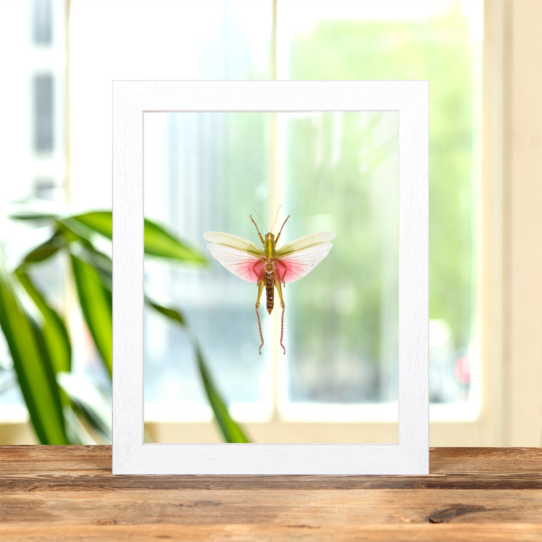Chondracris rosea In Clear Glass Frame from Thailand