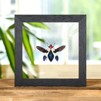 Banded Jewel Beetle In Clear Glass Frame (Chrysochroa buqueti rugicollis)