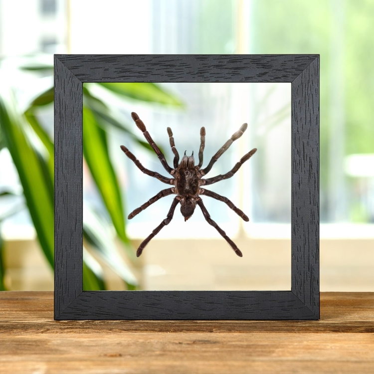 Tarantula In Clear Glass Frame (Eurypelma spinicrus)