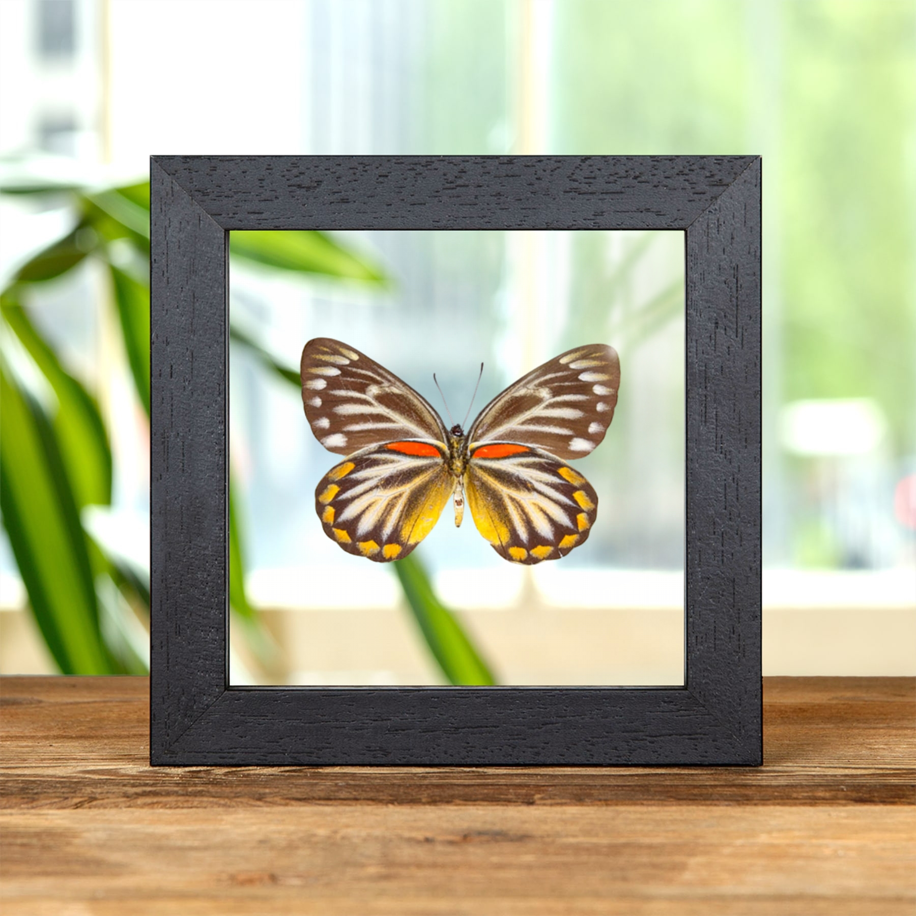 Minibeast Female Delias Butterfly Ventral Side In Clear Glass Frame (Delias oraia lydia)