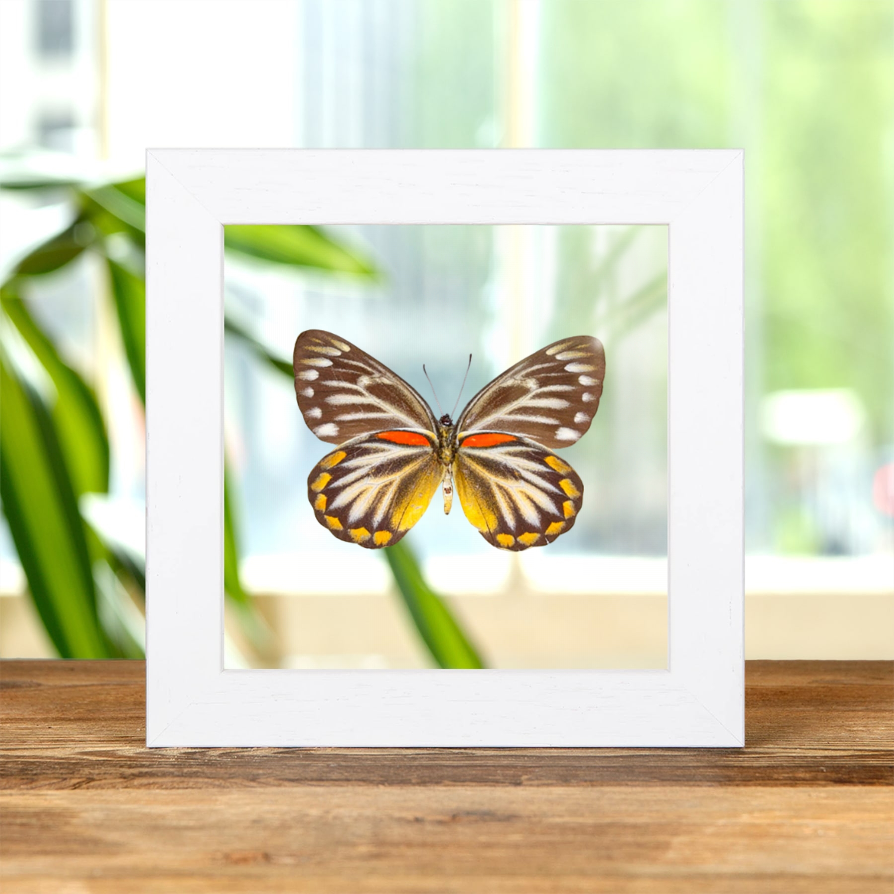 Minibeast Female Delias Butterfly Ventral Side In Clear Glass Frame (Delias oraia lydia)