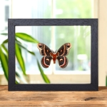 Minibeast RobIn Moth In Clear Glass Frame (Hyalophora cecropia)