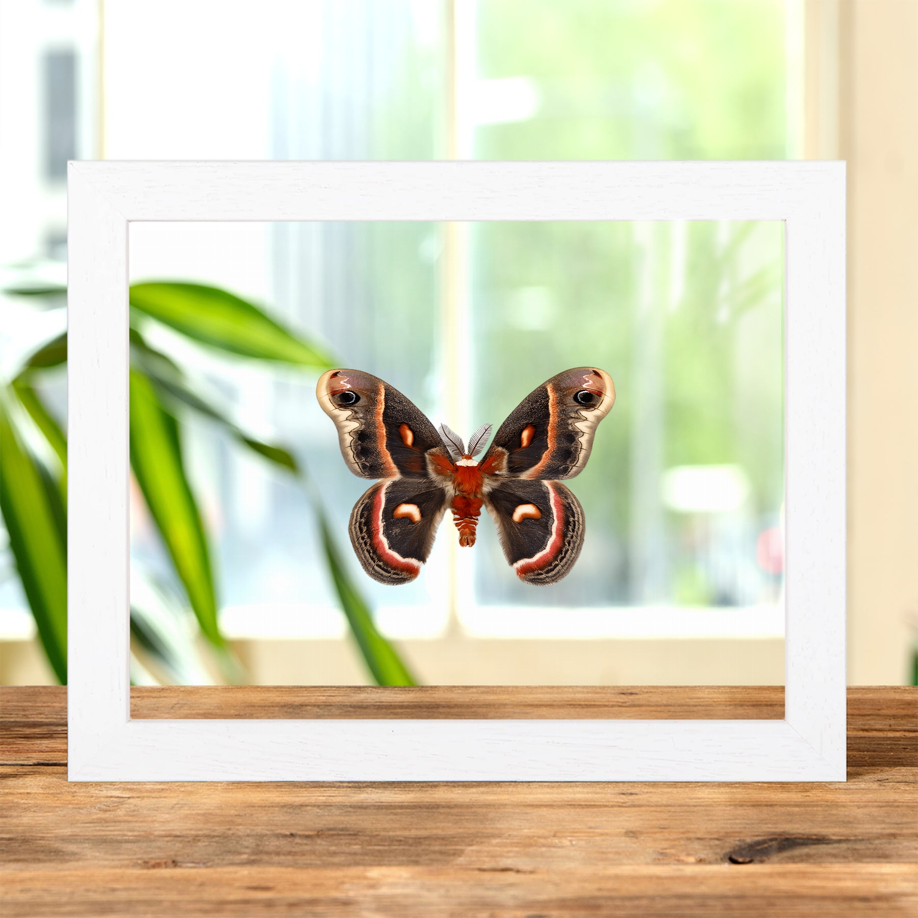 RobIn Moth In Clear Glass Frame (Hyalophora cecropia)